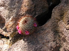 Mammillaria rekoi