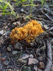 Ramaria flava
