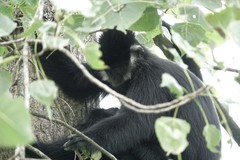 Trachypithecus francoisi