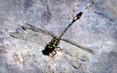 Progomphus clendoni