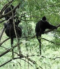 Trachypithecus francoisi