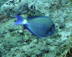 Acanthurus chirurgus