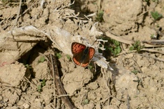 Lycaena phlaeas