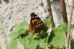 Vanessa indica