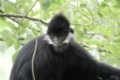 Trachypithecus francoisi