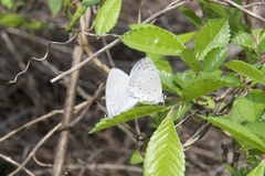 Celastrina argiolus