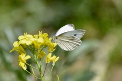 Pieris canidia