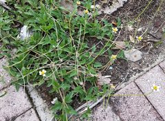 Tridax procumbens