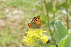 Lycaena phlaeas