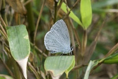 Celastrina argiolus