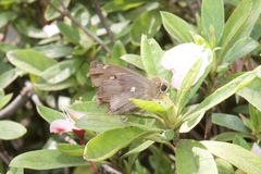 Hasora anura