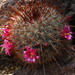 Mammillaria rekoi rekoi - Photo (c) Opuntia Cadereytensis, μερικά δικαιώματα διατηρούνται (CC BY-NC), uploaded by Opuntia Cadereytensis