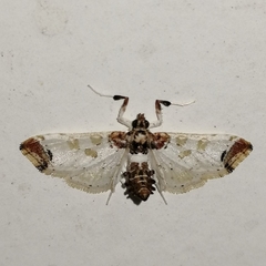 Neoleucinodes