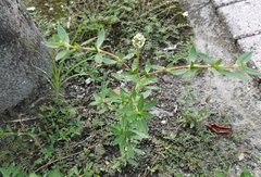 Spermacoce verticillata