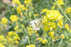 Anthocharis scolymus