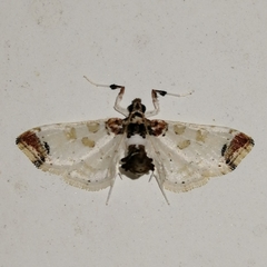 Neoleucinodes