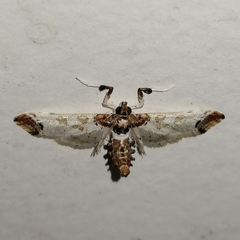 Neoleucinodes