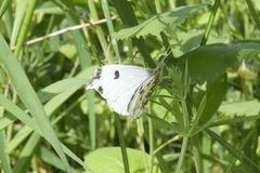 Anthocharis scolymus