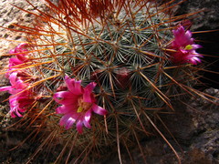 Mammillaria rekoi