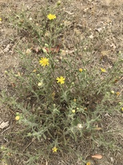 Heterotheca scelionis