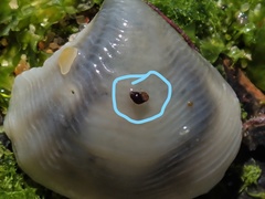 Image of Eatoniella atropurpurea