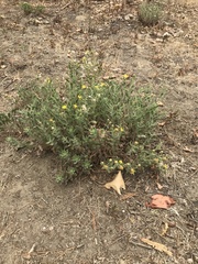 Heterotheca scelionis