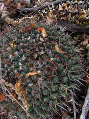 Mammillaria karwinskiana nejapensis