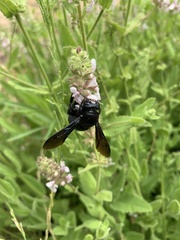 Xylocopa californica diamesa