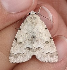 Acronicta innotata