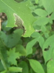 Liriomyza taraxaci