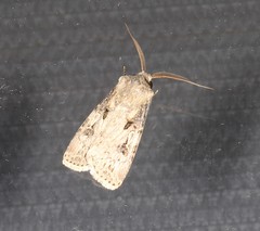 Agrotis interjectionis