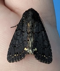 Melanchra assimilis