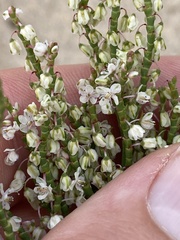 Polygonella articulata