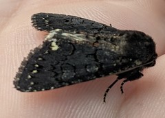 Melanchra assimilis