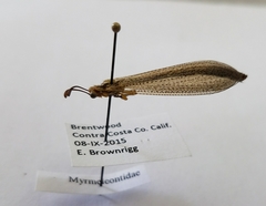 Brachynemurus