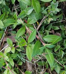 Richardia grandiflora
