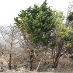 Juniperus turbinata