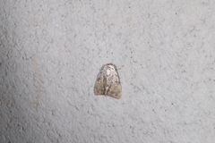 Barasa cymatistis