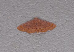 Homodes bracteigutta