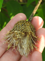 Plectocephalus americanus