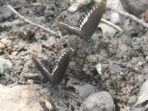 Photo of Malabar Raven Butterfly (Papilio dravidarum)