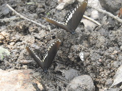 Papilio dravidarum