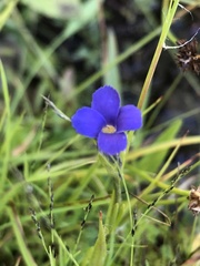 Gentianopsis holopetala