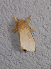 Euproctis habrostola