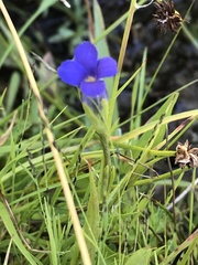 Gentianopsis holopetala