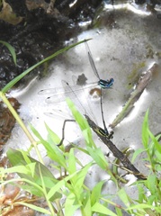 Caconeura ramburi