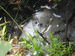 Caconeura ramburi