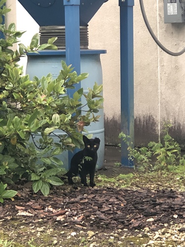 Felis catus image