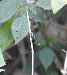 Hylaeothemis apicalis