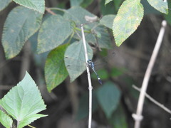 Hylaeothemis apicalis